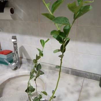 Siparişim Yanlış Ve Eksik Gönderildi, İade Ve Ücret İadesi Talep Ediyorum