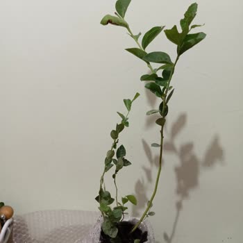 Siparişim Yanlış Ve Eksik Gönderildi, İade Ve Ücret İadesi Talep Ediyorum