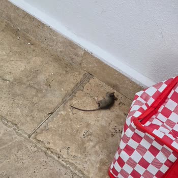 Oda Hijyeni Ve Fare Problemi Nedeniyle Huzursuz Tatil Deneyimi