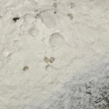 Aldığım Un Paketlerinde Böcek Çıktı, Müşteri Hizmetlerine Ulaşamıyorum