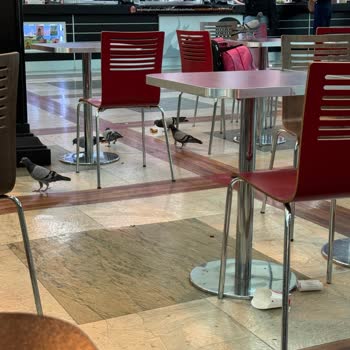 Esenboğa Havalimanı Burger King Önünde Ciddi Temizlik Ve Hijyen Sorunu
