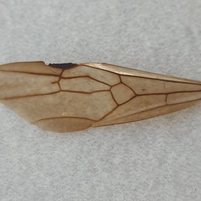 Coca-Cola Şişesinde Böcek Kanadıyla Karşılaşmak Şok Etti