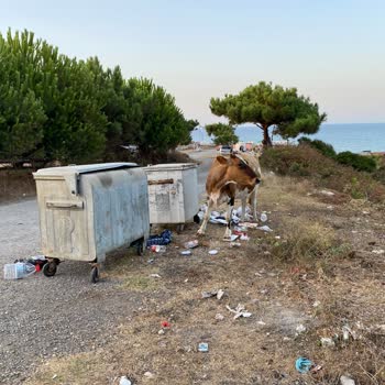 Kamp Alanında Yaygın Çöp Ve Hijyen Sorunu Konaklama Deneyimini Olumsuz Etkiliyor