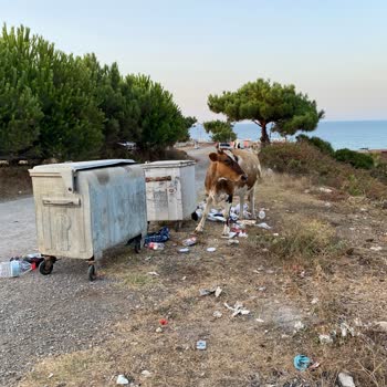 Kamp Alanında Yaygın Çöp Ve Hijyen Sorunu Konaklama Deneyimini Olumsuz Etkiliyor