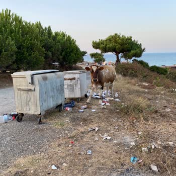 Kamp Alanında Yaygın Çöp Ve Hijyen Sorunu Konaklama Deneyimini Olumsuz Etkiliyor