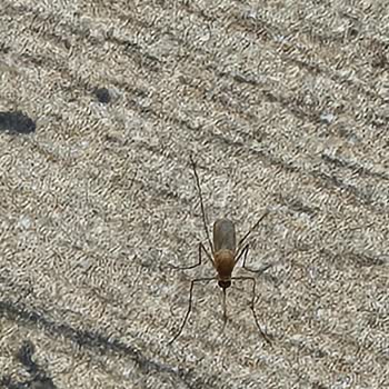 Acil Bekleme Salonunda Hijyen Eksikliği Ve Sivrisinek Sorunu Mağduriyeti