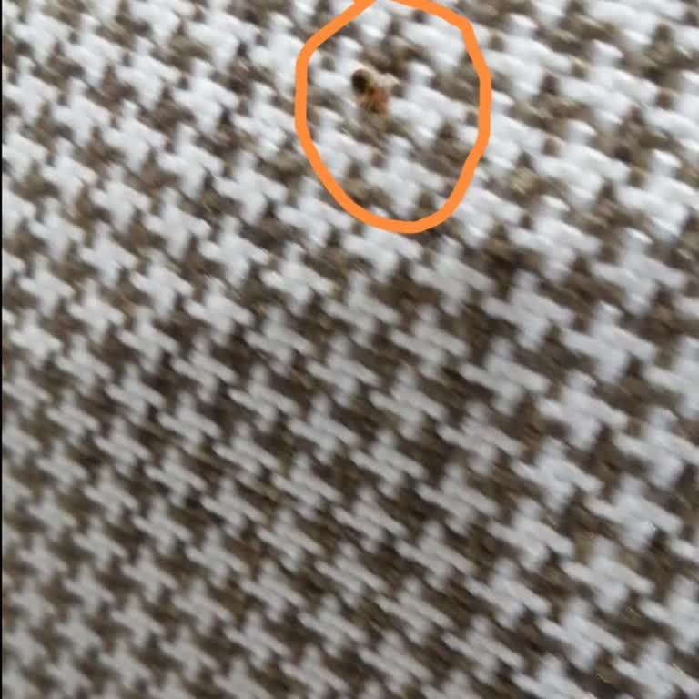 Avanos Öğretmenevi'nde Tahta Kurusu Nedeniyle Sağlık Sorunları Ve Hijyen Eksikliği