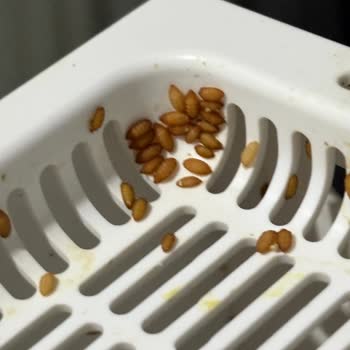 Akıllı Kedi Tuvaletinde Hijyen Ve Kullanım Sorunları