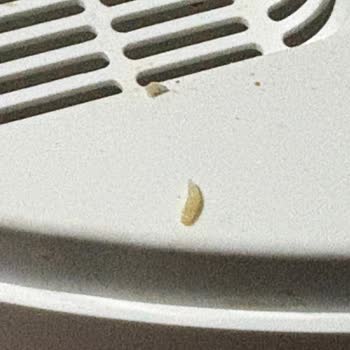 Akıllı Kedi Tuvaletinde Hijyen Ve Kullanım Sorunları