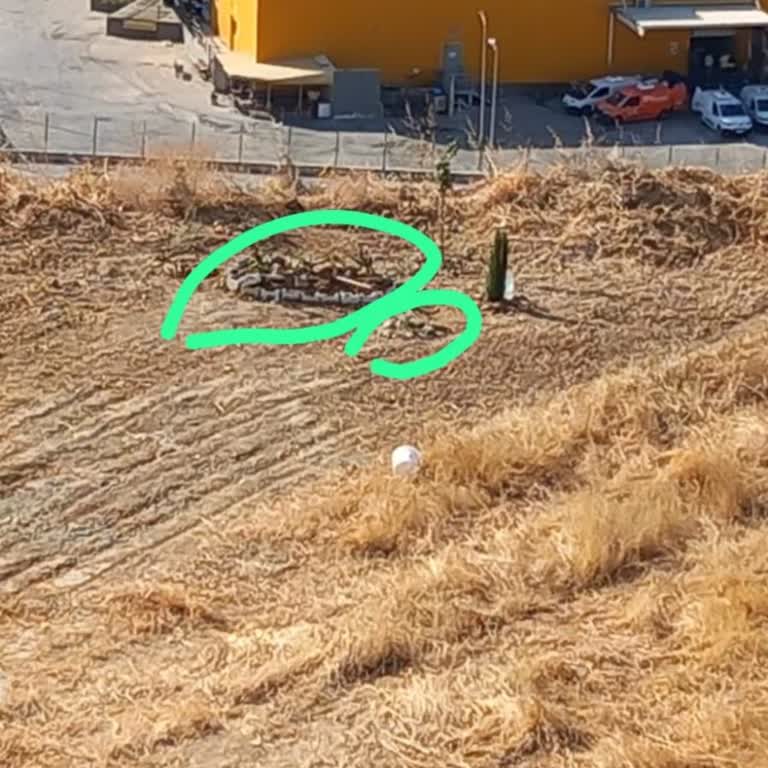 Site Ortak Alanına Hayvan Gömülmesi Ve Artan Haşere Sorunu Hakkında Şikayet