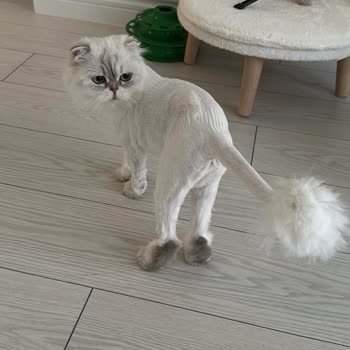 Uyarılara Rağmen Kedilerime Sıfır Tıraş Yapıldı, Bilgi Verilmedi