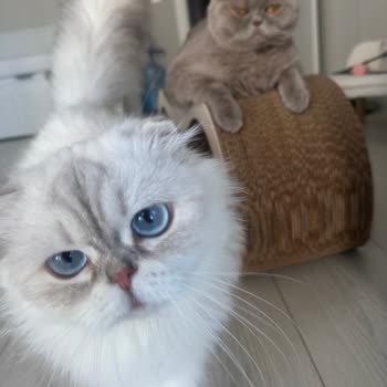 Uyarılara Rağmen Kedilerime Sıfır Tıraş Yapıldı, Bilgi Verilmedi