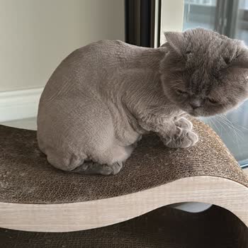 Uyarılara Rağmen Kedilerime Sıfır Tıraş Yapıldı, Bilgi Verilmedi