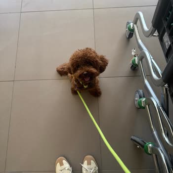 File Market Evcil Hayvanların Marketlere Alınmaması Nedeniyle Alışveriş Yapamama