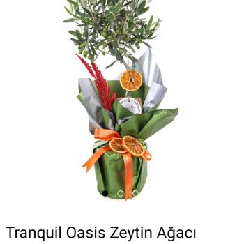Sipariş Edilenden Küçük Zeytin Ağacı Ve Eksik Hizmet