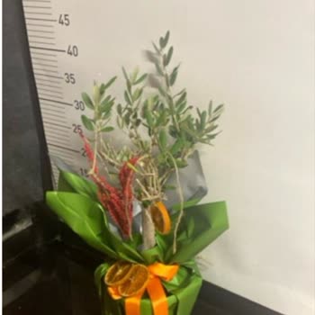 Sipariş Edilenden Küçük Zeytin Ağacı Ve Eksik Hizmet