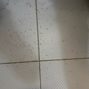 Riverside Garden Resort'ta Hijyen Ve Güvenlik Sorunları, Hizmet Eksiklikleri Ve Mağduriyet