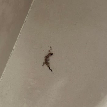 Hijyen Sorunları Ve İlgisiz Yönetim Nedeniyle Otelden Erken Ayrıldık