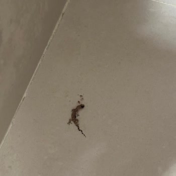 Hijyen Sorunları Ve İlgisiz Yönetim Nedeniyle Otelden Erken Ayrıldık