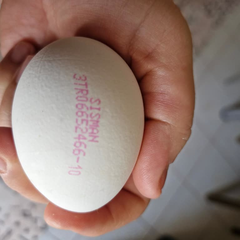 Satın Alınan Yumurtalarda Sarı Dağılması Problemi