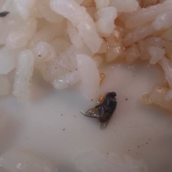 I Face Hygiene Issues and Refund Refusal at Mir-Amor Hotel Kemer Antalya