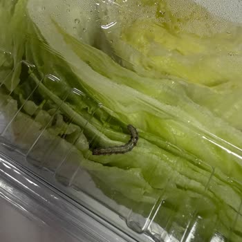 Siparişimde Kurt Çıktı, Ücretin Tamamı İade Edilmedi