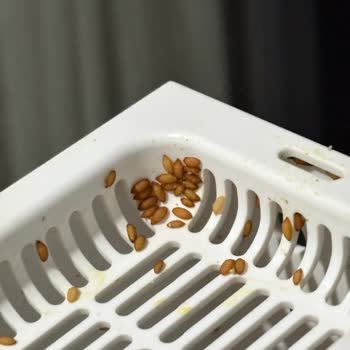 Hijyen Sorunu Yaşatan Kedi Tuvaletine Çözüm Bulunmuyor!