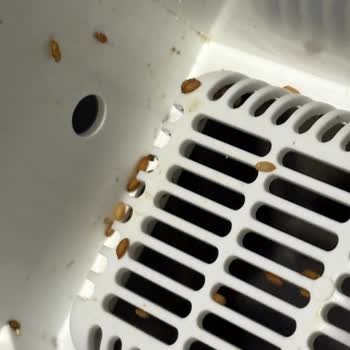 Hijyen Sorunu Yaşatan Kedi Tuvaletine Çözüm Bulunmuyor!