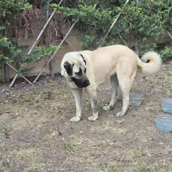 Çankaya Belediyesi Barınak Görevlilerinin Sözlerini Tutmaması Ve Eşitsiz Sahiplendirme Süreci