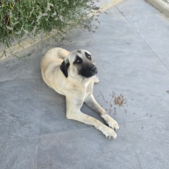 Çankaya Belediyesi Barınak Görevlilerinin Sözlerini Tutmaması Ve Eşitsiz Sahiplendirme Süreci