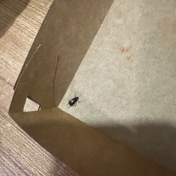 Köfteci Yusuf Hamburgerde Böcek Çıkmasıyla Büyük Hijyen Sorunu Yaşadım