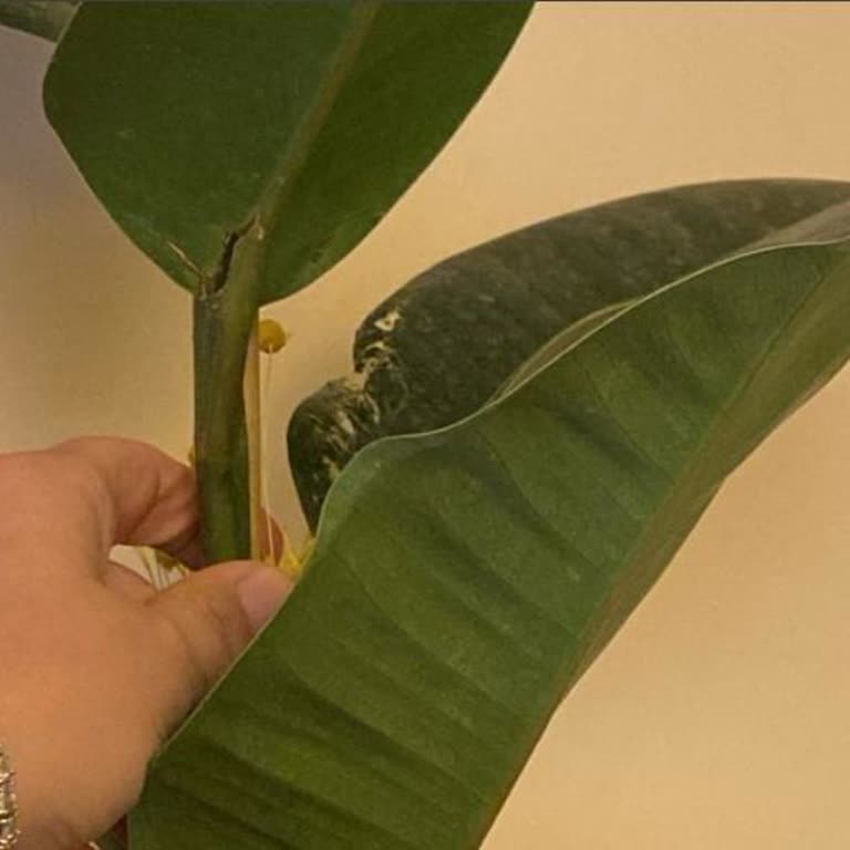 Siparişim Hasarlı Ve Eksik Bilgilendirmeyle Teslim Edildi, Mağduriyetimin Giderilmesini İstiyorum