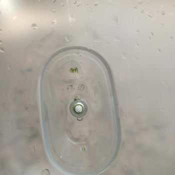 Brita Sürahi Filtresinde Temizlenemeyen Yosunlanma Sorunu