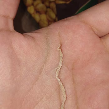 Aldığım Leblebi Paketinden Yabancı Madde Çıktı