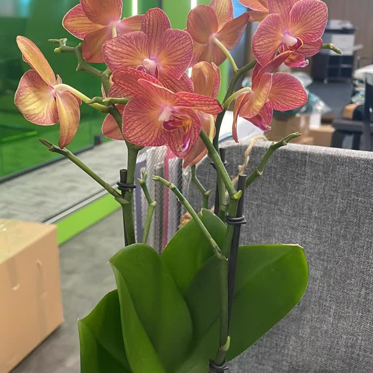 Özel Gün Siparişimde Hayal Kırıklığı Ve Teslimat Sorunu