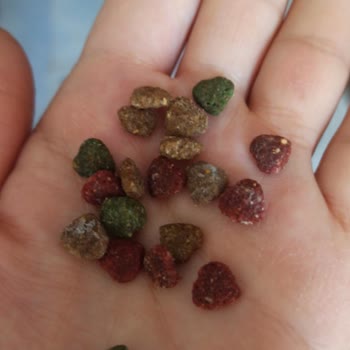 Küflü Kedi Maması Gönderildi, Mağduriyet Yaşıyorum