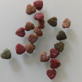 Küflü Kedi Maması Gönderildi, Mağduriyet Yaşıyorum