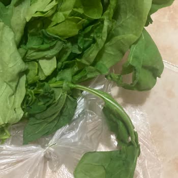 Çürük Ürünler Teslim Edildi, İade Talebim Reddedildi