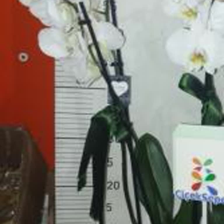 Çiçek Sepeti Siparişimde Eksik Ve Solmuş Orkide Teslimatı Mağduriyeti