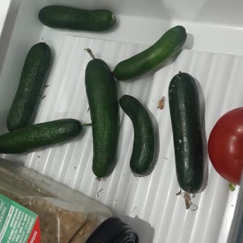 Yeni Aldığım Buzdolabı Gıdalarımı Donduruyor Çözüm Sunulmuyor