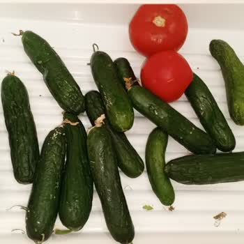 Yeni Aldığım Buzdolabı Gıdalarımı Donduruyor Çözüm Sunulmuyor