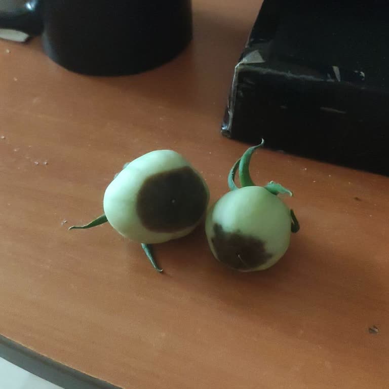 A101 Aldığım Çiçek Toprağı İnşaat Hafriyatından Farksızdı!