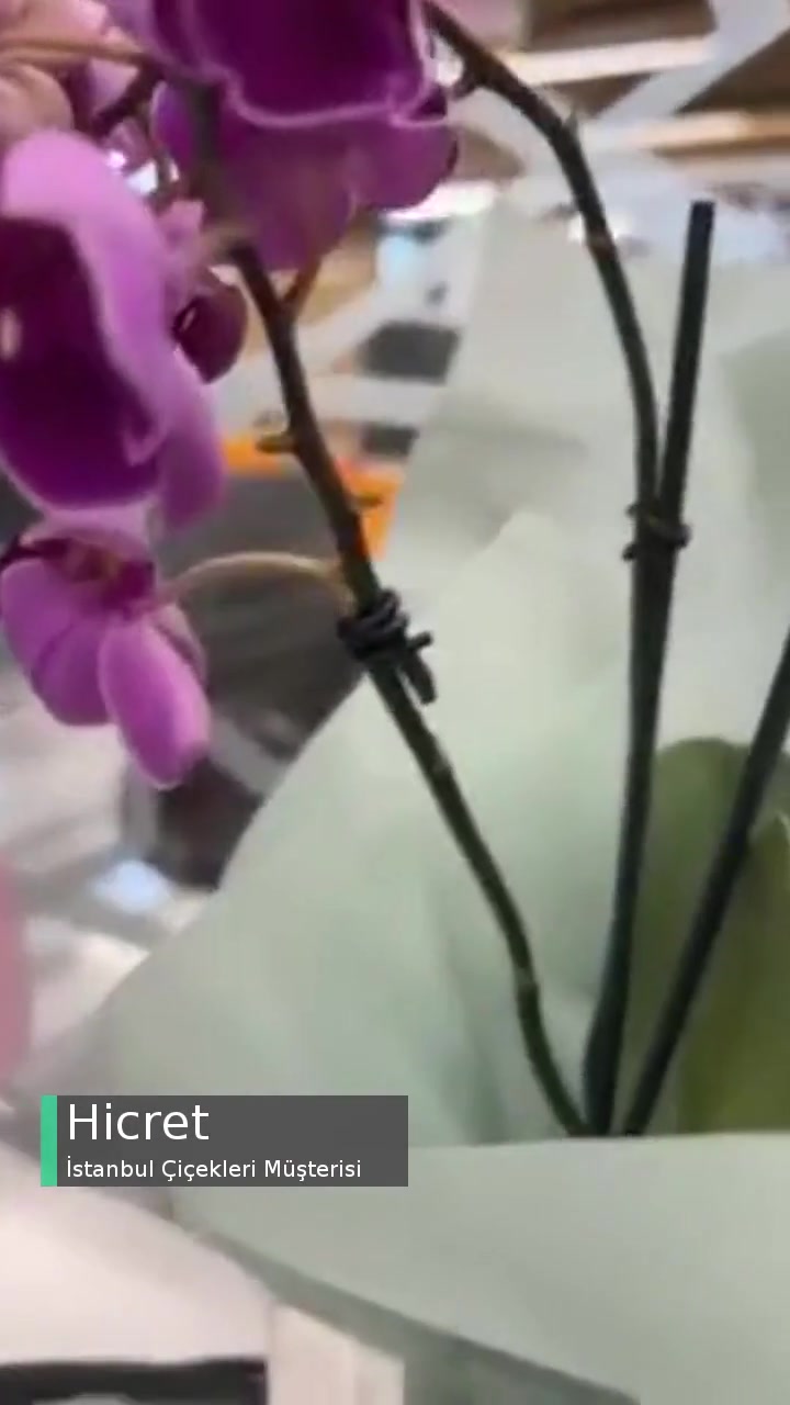 İstanbul Çiçekleri Kuru Dala Orkide Çiçeği Yapıştırmışlar videonun kapak resmi