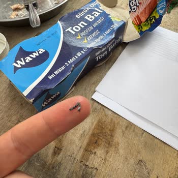 Ton Balığından Çıkan Siyah İp Hijyen Endişesi Yarattı