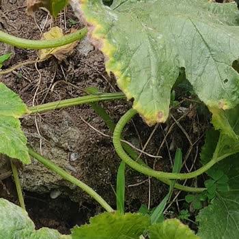 Devrilmek Üzere Olan Sokak Lambası Güvenliğimizi Tehdit Ediyor