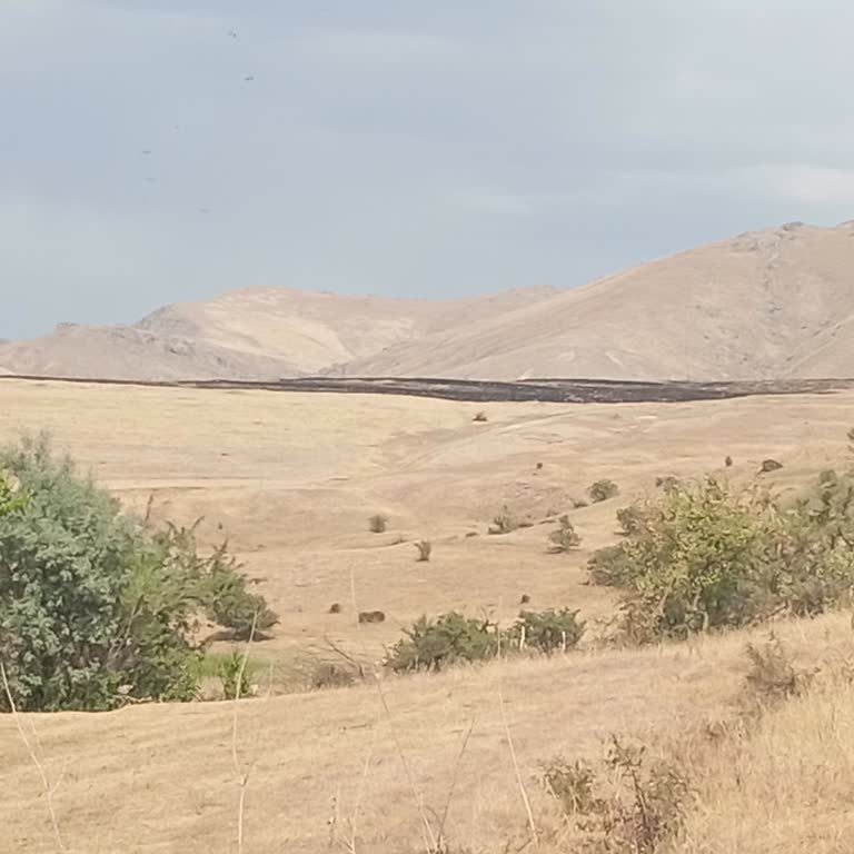 Van İpekyolu'nda Kasıtlı Yangınlara Karşı Yetkililerden Acil Müdahale Bekliyoruz