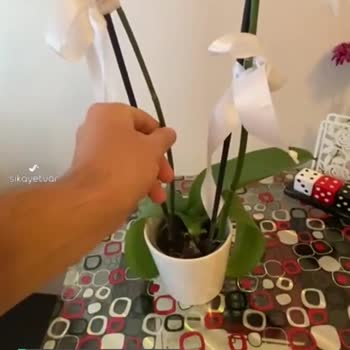 Çiçek Sepeti Kırık Gelen Orkide Siparişi