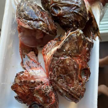 Migros Sanal Market’te Eksik Ve Bozuk Ürün, Çözülmeyen Talepler Ve Ücret İadesi Sorunu