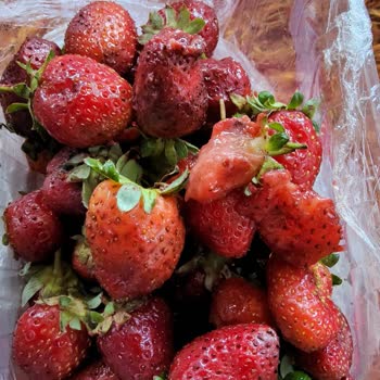 Migros Sanal Market’te Eksik Ve Bozuk Ürün, Çözülmeyen Talepler Ve Ücret İadesi Sorunu