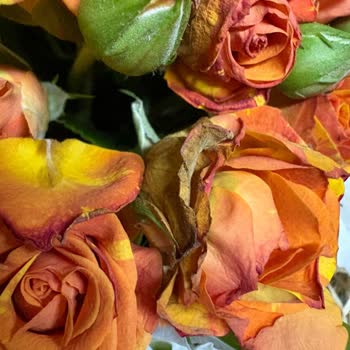 Çiçek Sepeti Gönderilen Hediye Çiçekler Bozuk Ve Eksik Geldi, Müşteri Hizmeti Yanıt Vermiyor